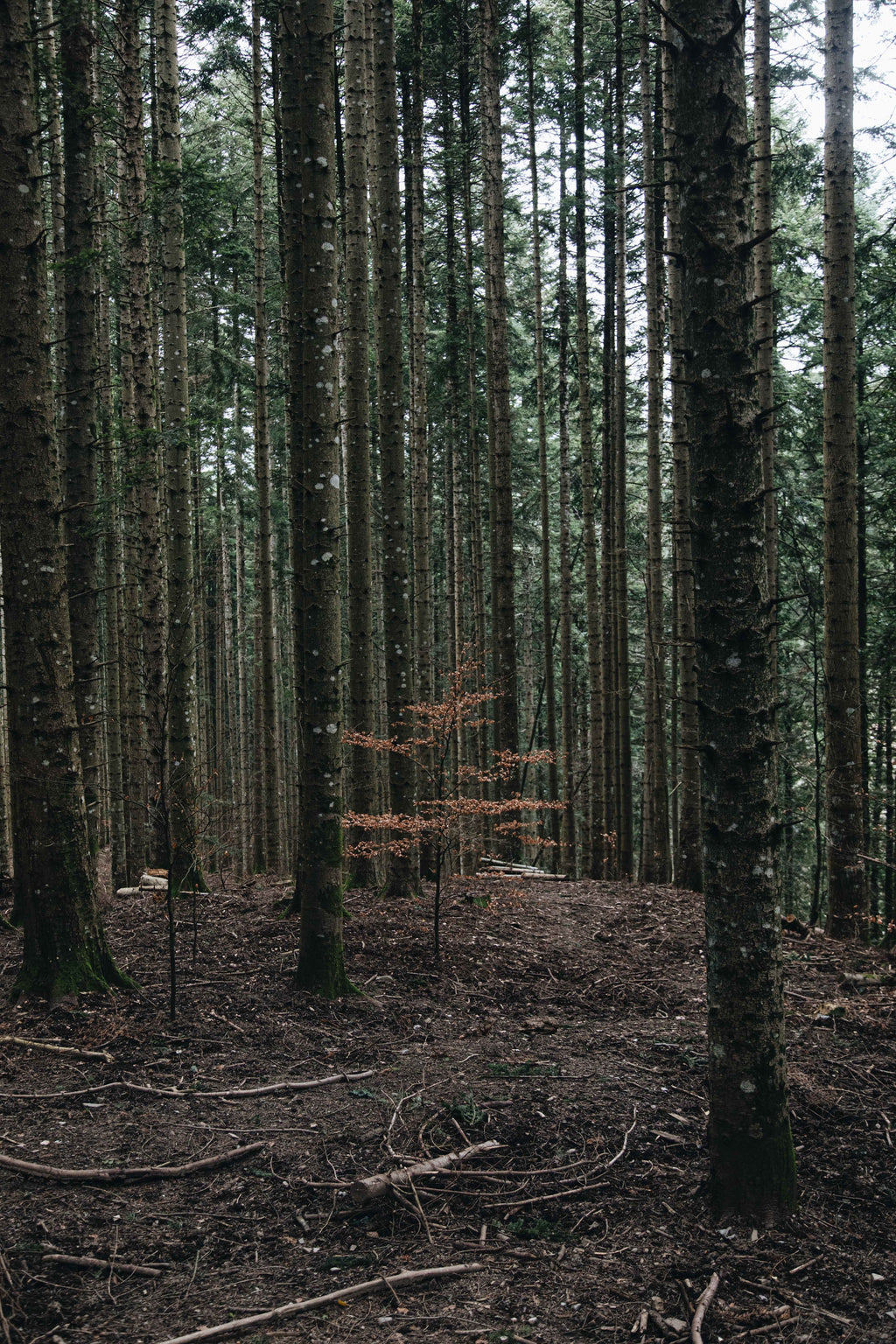 The NeuBa Series Zen