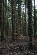 The NeuBa Series Zen