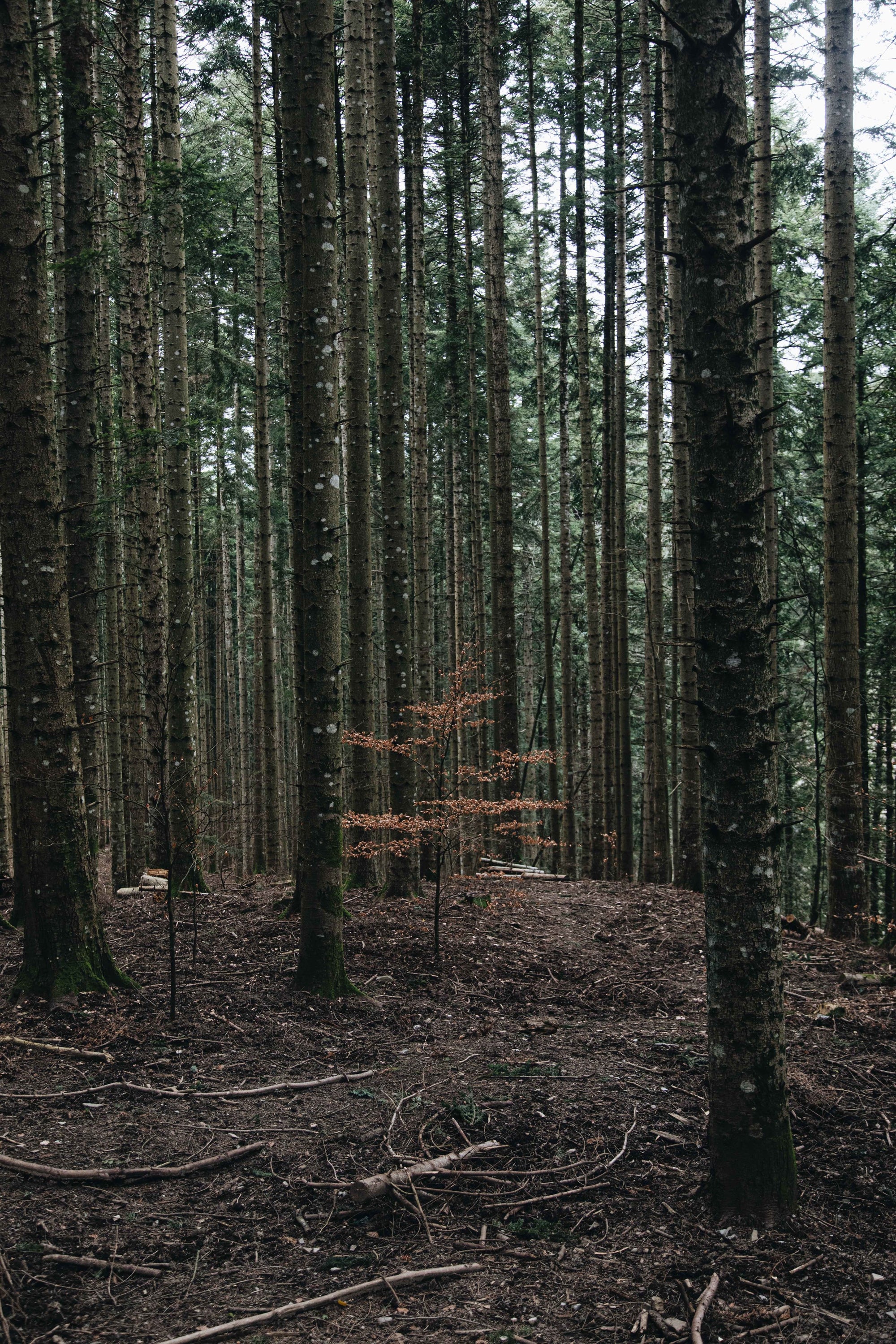 The NeuBa Series Zen